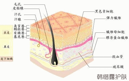 祛痘護(hù)膚小知識(shí)之:如何判斷自己的膚質(zhì)?