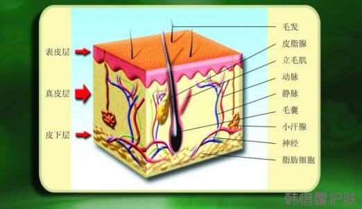 祛痘常識之皮膚基本結(jié)構(gòu)